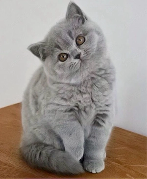 British Shorthair blue  - imagine 2