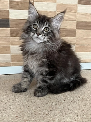 Maine Coon brown - imagine 3