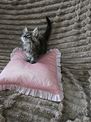 Maine Coon brown - imagine 4