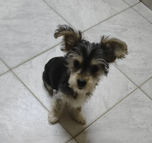 Yorkshire terrier toy