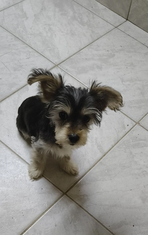 Yorkshire terrier toy - imagine 4