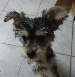 Yorkshire terrier toy - imagine 2