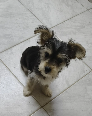 Yorkshire terrier toy - imagine 3