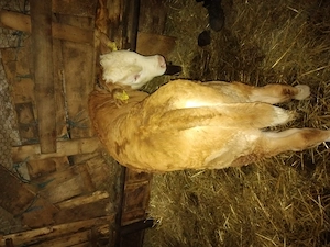 Vand vitei frumoși  - imagine 4