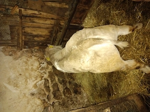 Vand vitei frumoși  - imagine 3