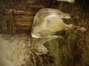 Vand vitei frumoși  - imagine 2