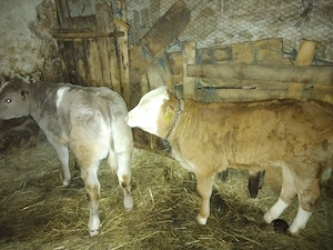 Vand vitei frumoși  - imagine 5