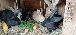 Vand pui de iepurasi - imagine 3