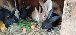 Vand pui de iepurasi - imagine 2