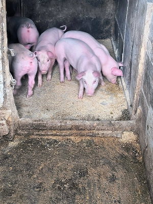 Vând purcei frumoși  - imagine 2