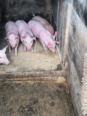 Vând purcei frumoși 