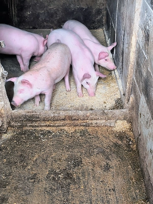 Vând purcei frumoși  - imagine 3