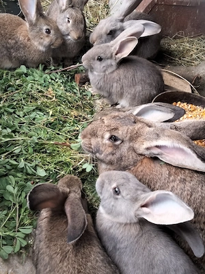 Iepuri de vânzare - imagine 3