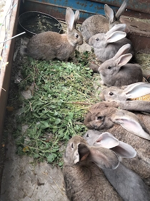 Iepuri de vânzare - imagine 5