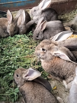 Iepuri de vânzare - imagine 4