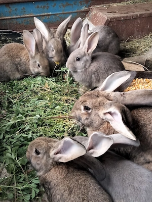 Iepuri de vânzare - imagine 2