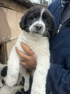 Vând cățeii ciobănesc de Bucovina, două femele și doi masculi, cu două vaccinuri deparazitați cu car - imagine 5