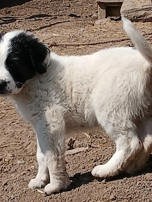 Vând cățeii ciobănesc de Bucovina, două femele și doi masculi, cu două vaccinuri deparazitați cu car - imagine 2