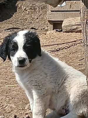 Vând cățeii ciobănesc de Bucovina, două femele și doi masculi, cu două vaccinuri deparazitați cu car