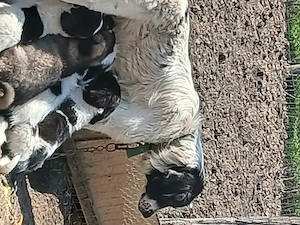 Vând cățeii ciobănesc de Bucovina, două femele și doi masculi, cu două vaccinuri deparazitați cu car - imagine 3