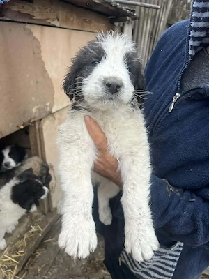 Vând cățeii ciobănesc de Bucovina, două femele și doi masculi, cu două vaccinuri deparazitați cu car - imagine 4