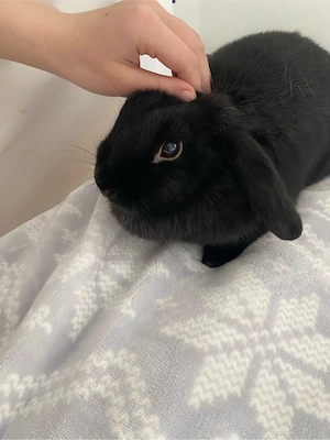 Mini lop.   - imagine 2