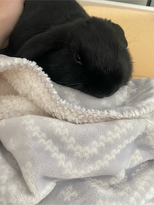 Mini lop.   - imagine 5