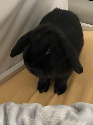 Mini lop.   - imagine 4