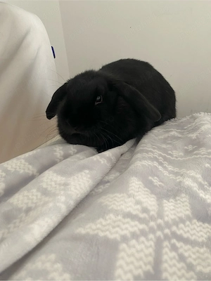 Mini lop.   - imagine 3