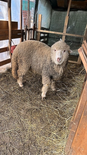 Vând mielute țurcane  - imagine 3