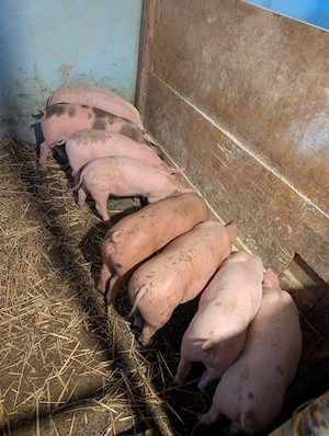 purcei de 11 săptămâni de carne