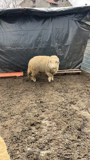 Vând mielute țurcane  - imagine 2