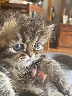 Persana puosori superbi!  - imagine 2