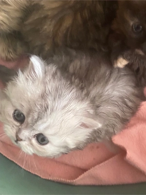 Persana puosori superbi! 