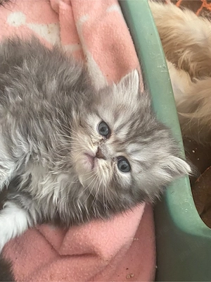 Persana puosori superbi!  - imagine 4