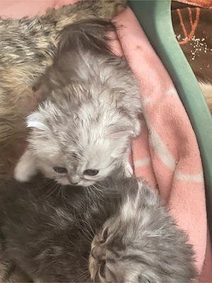 Persana puosori superbi!  - imagine 3