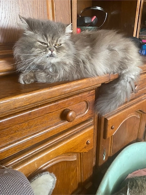 Persana puosori superbi!  - imagine 5