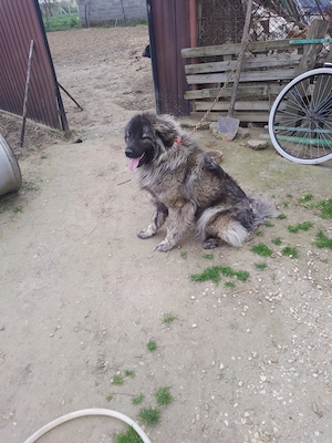 Caucazian pui lupiu fr