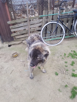 Caucazian pui lupiu fr - imagine 5