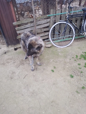 Caucazian pui lupiu fr - imagine 3