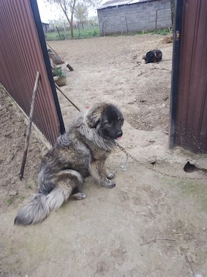 Caucazian pui lupiu fr - imagine 2