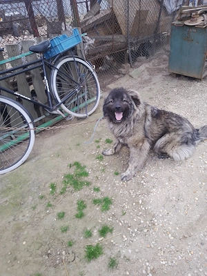 Caucazian pui lupiu fr - imagine 4