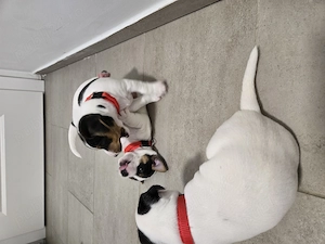 Jack Russel  - imagine 4