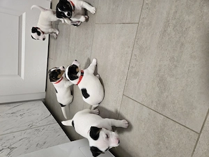 Jack Russel  - imagine 2