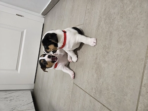 Jack Russel  - imagine 3