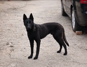 De vânzare mascul Ciobănesc belgian Malinois, în vârstă de 11 luni.  Câinele este vaccinat, deparazi