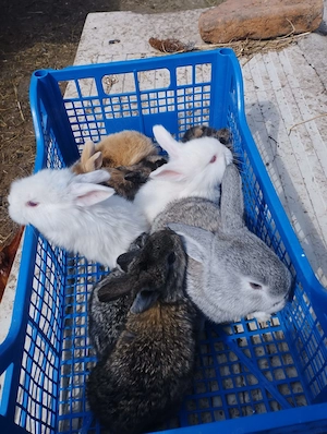 Vand Iepurasi si Iepuri - imagine 4