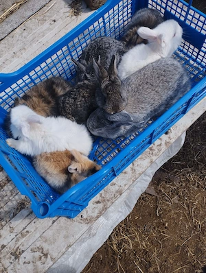 Vand Iepurasi si Iepuri - imagine 3