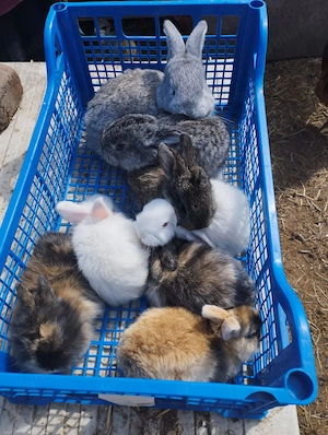 Vand Iepurasi si Iepuri