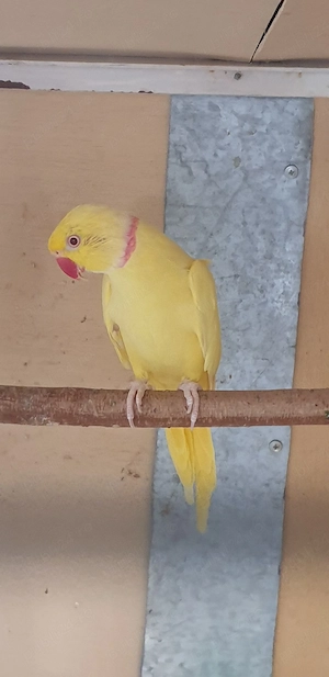 papagal micul alexandru